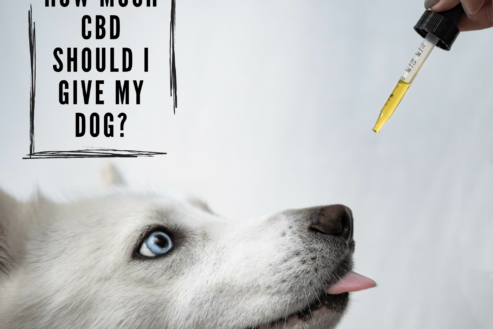 Comment donner du CBD à mon chien ?