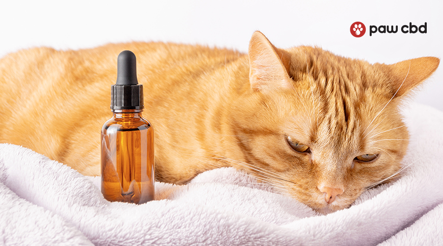 Quel CBD pour animaux ?