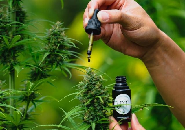 Quel est le CBD le plus efficace ?