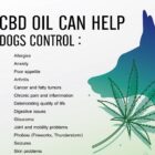 Quelles précautions prendre avant de donner du CBD à son animal ?