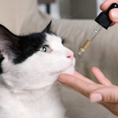 comment donner du cbd a son chat