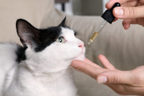 comment donner du cbd a son chat