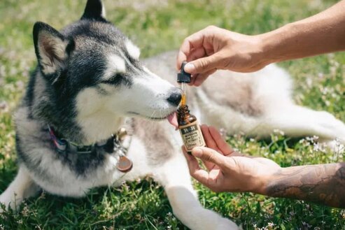 comment donner du cbd aux animaux