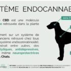 quest ce que le cbd pour chien