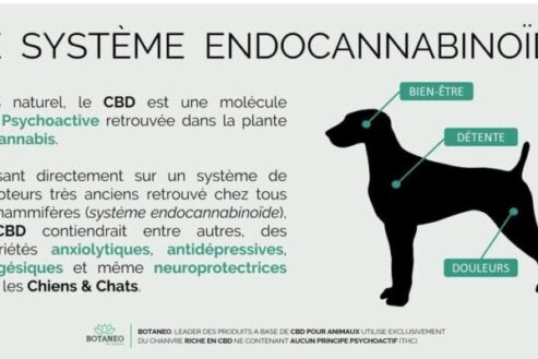 quest ce que le cbd pour chien